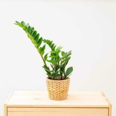 A zz plant in a woven basket sits on a wooden dresser in front of a white wall