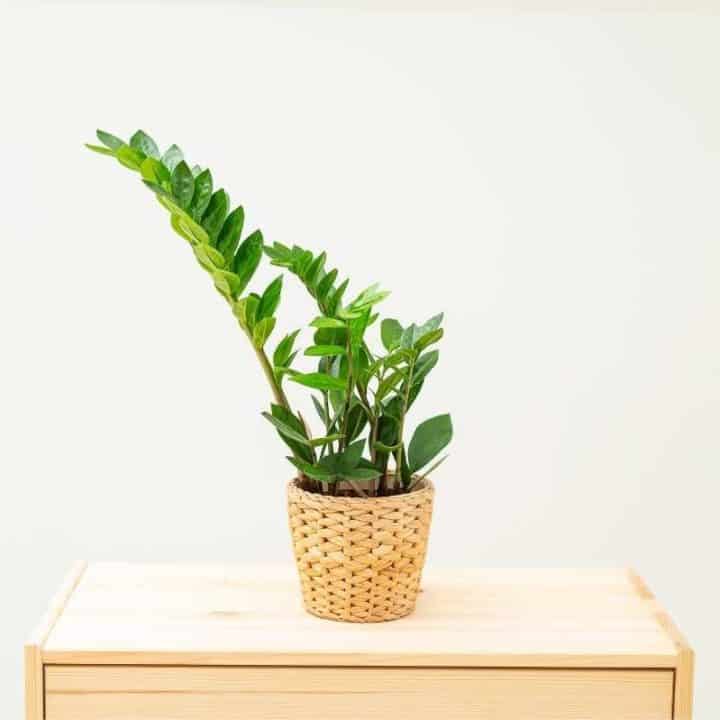 How To Care For A Zz Plant A Great Beginner Plant Growfully