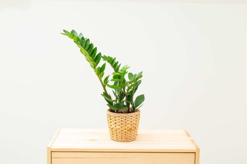 A zz plant in a woven basket sits on a wooden dresser in front of a white wall