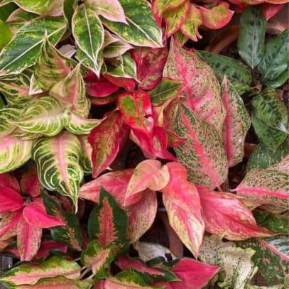 Different kinds of Aglaonema next to each other