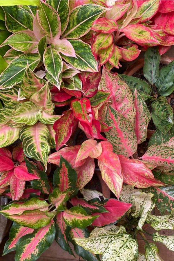 Different kinds of Aglaonema next to each other
