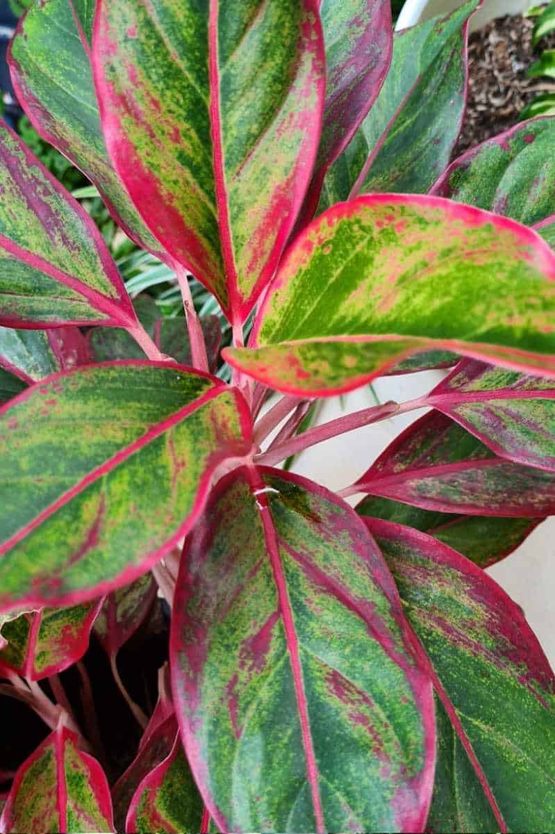 Aglaonema Care Guide: A Low Maintenance House Plant - Growfully