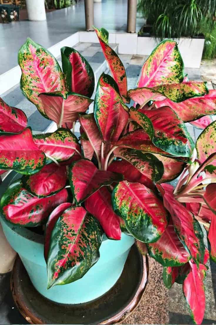 Aglaonema Red Plant Aglaonema Red Plant