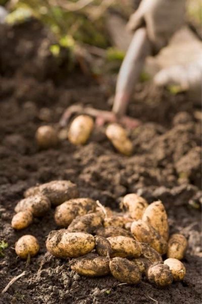 A pile of freshly harvested fingerling potatoes lay on the soil. In the background, hands hold a shovel digging up more potatoes