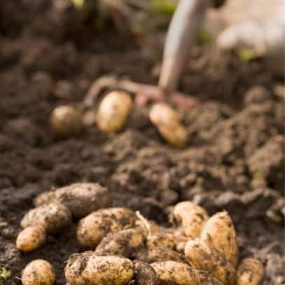 A pile of freshly harvested fingerling potatoes lay on the soil. In the background, hands hold a shovel digging up more potatoes