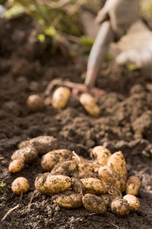 The Best Advice About When to Harvest Potatoes - Growfully