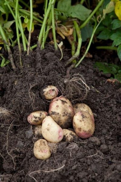 Freshly dug potatoes rest on the soil