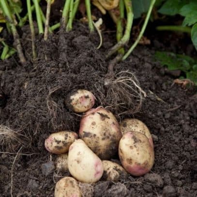 Freshly dug potatoes rest on the soil