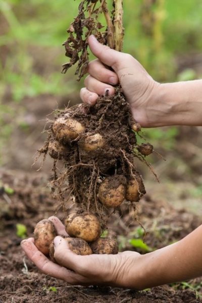 Hands pull up a potato plant from the ground