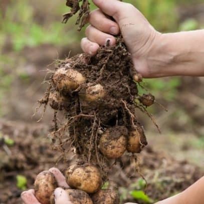 Hands pull up a potato plant from the ground