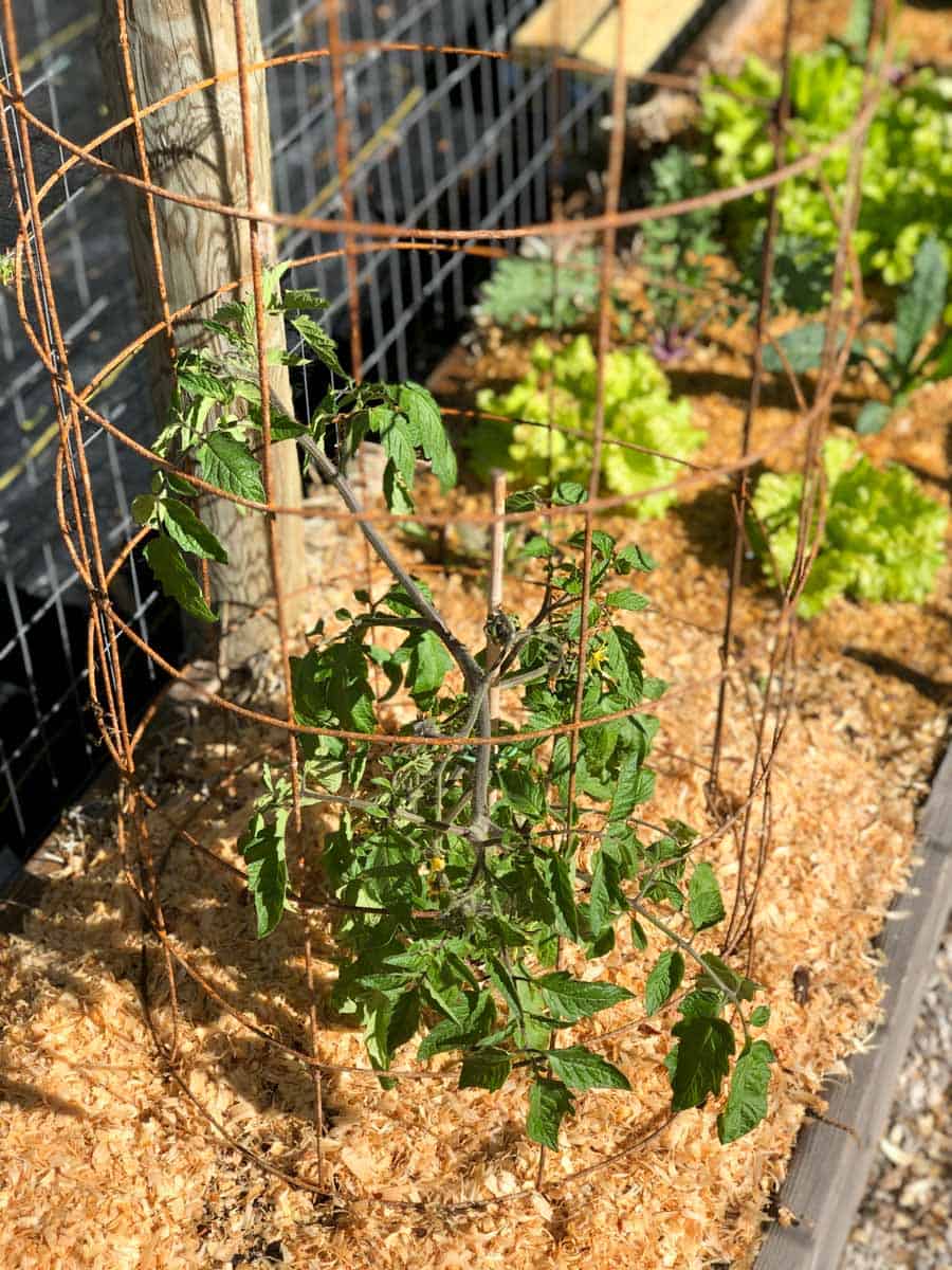 How To Make A Sturdy Diy Tomato Cage With Pictures Growfully