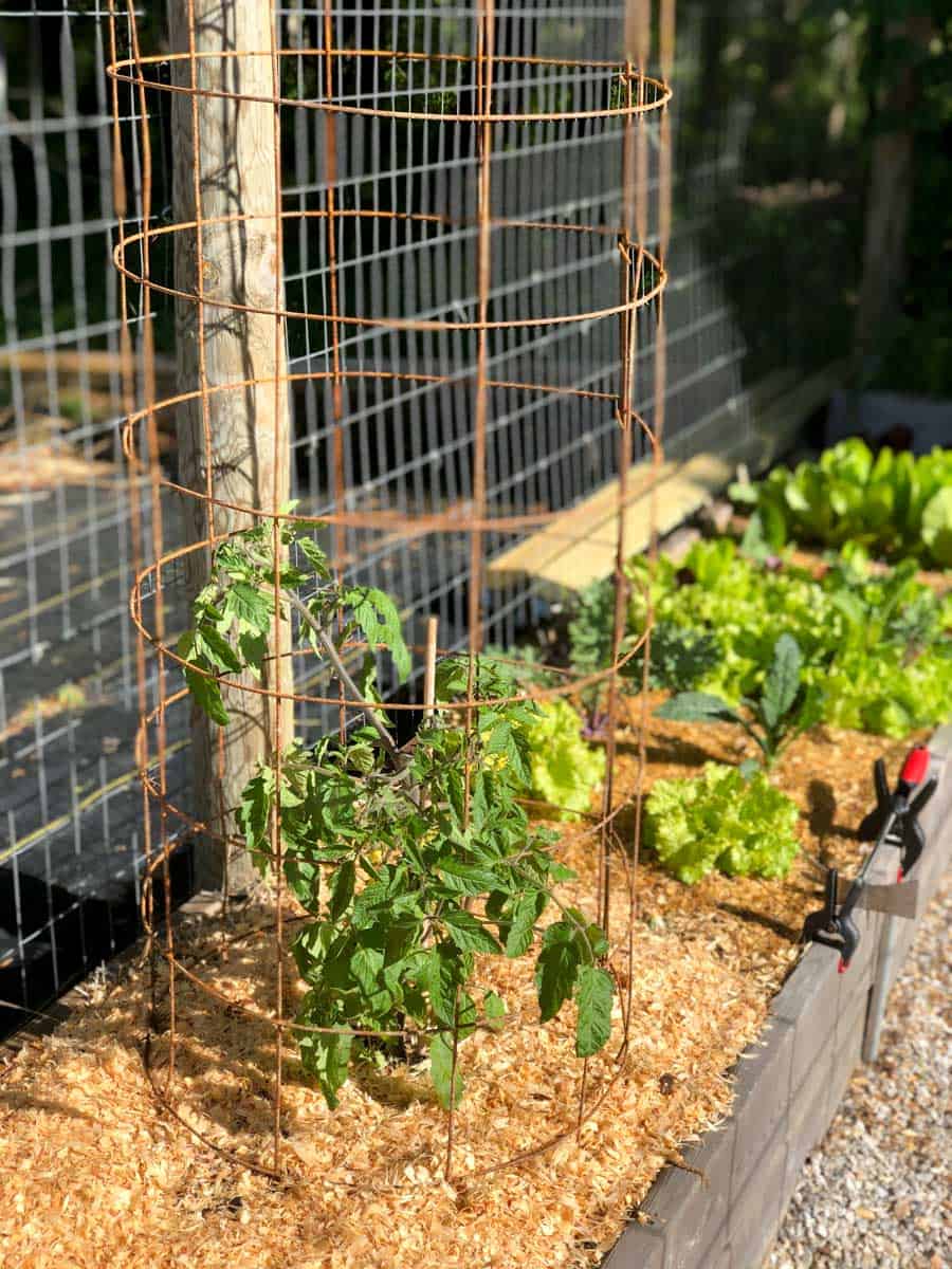 Tomato Plants Cages   Tomato Cage Remesh Concrete 