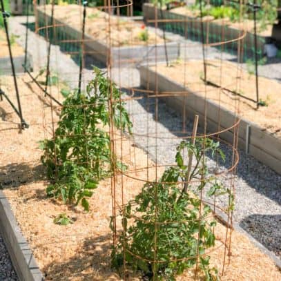 DIY tomato cages are around tomato plants in raised beds