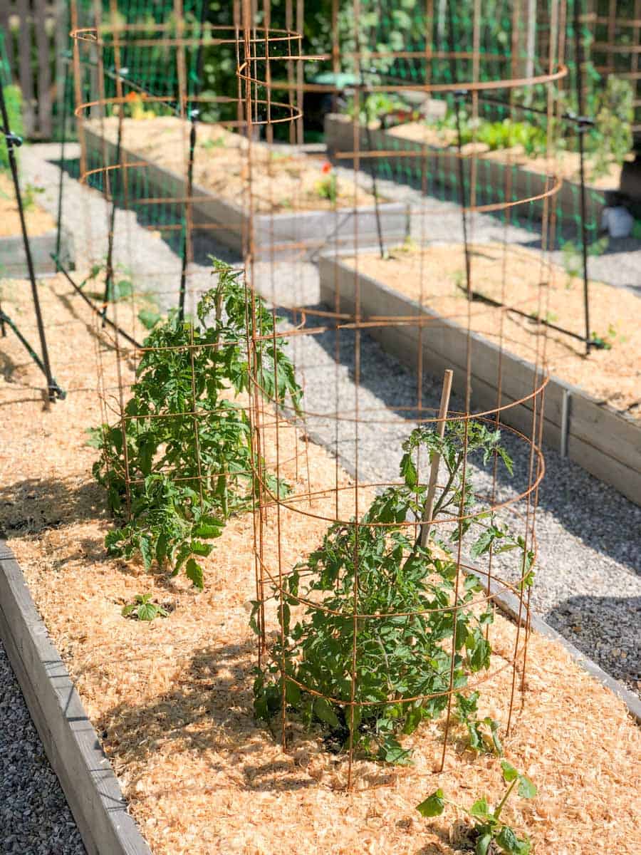 How To Make A Sturdy DIY Tomato Cage (With Pictures) Growfully