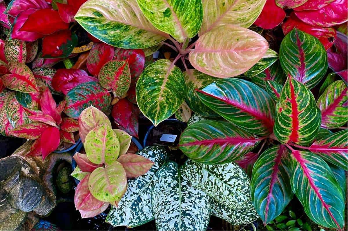 Aglaonema Care Guide: A Low Maintenance House Plant - Growfully