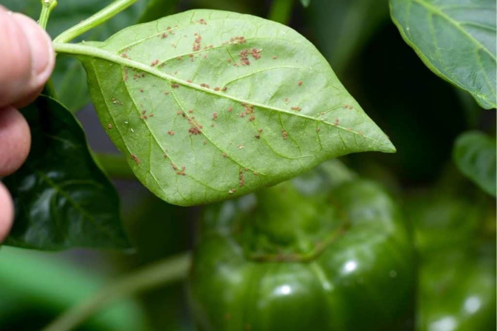 An Effective Natural Bug Repellent for Your Plants Growfully