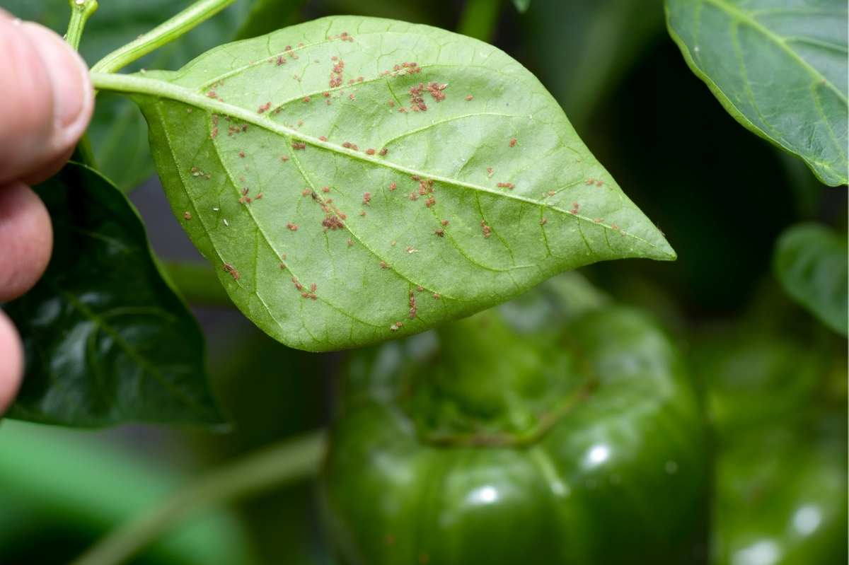 An Effective Natural Bug Repellent for Your Plants Growfully