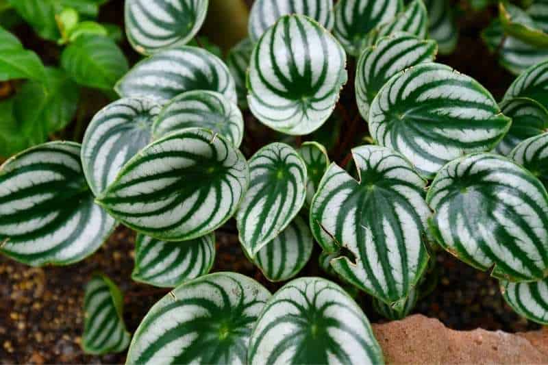 How to Care for a Peperomia Plant for Beginners - Growfully