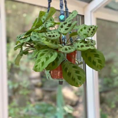 A green prayer plant hangs in a blue macrame planter