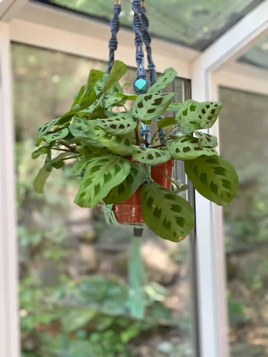 How to Repot a Plant (A StepByStep Guide) Growfully