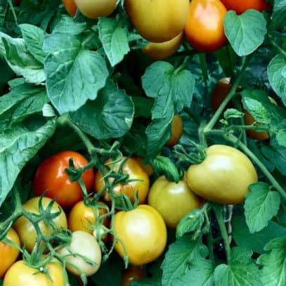 Close up of a lush tomato plant with tomatoes in various stages of ripeness
