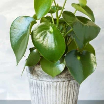 Owl eye peperomia in an aged-looking pot