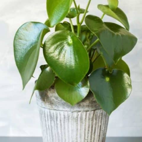 Peperomia Cupid – Plants and Things LLC