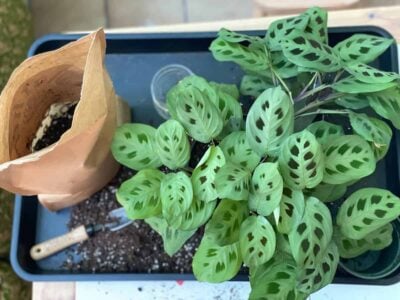 A green Maranta leuconeura ‘Kerchoveana’ on a tray with potting soil and a trowel