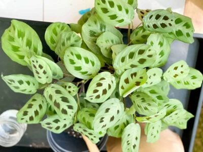 A green prayer plant in need of repotting