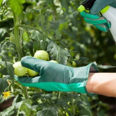 One gloved hand props up green tomatoes on a plant while another holds a spray bottle full of natural bug repellent to spray on the plant