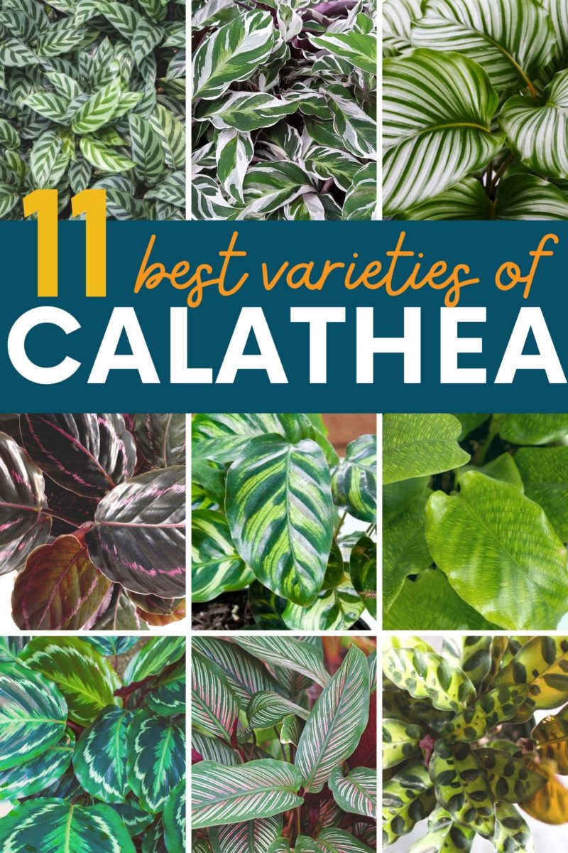 A collage of calathea varieties, with a text overlay of "11 best varieties of calathea"