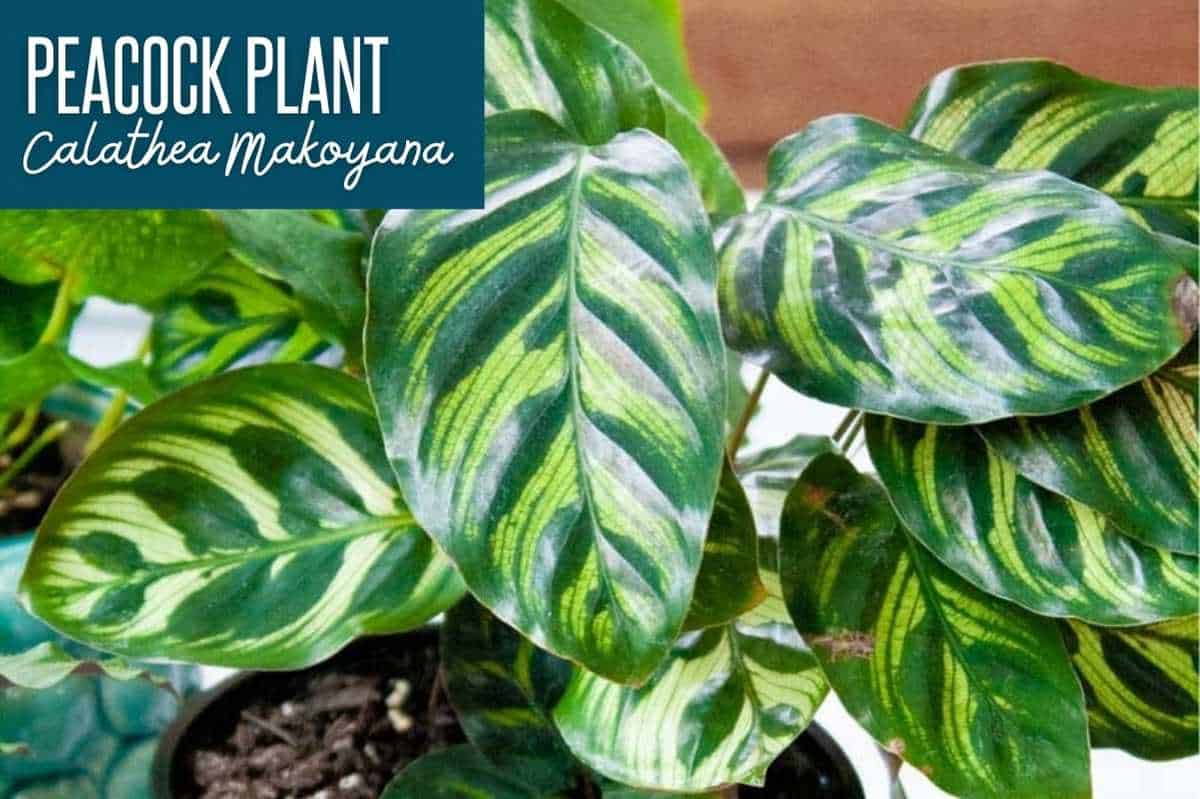 11 Gorgeous Calathea Varieties (with pictures) - Growfully