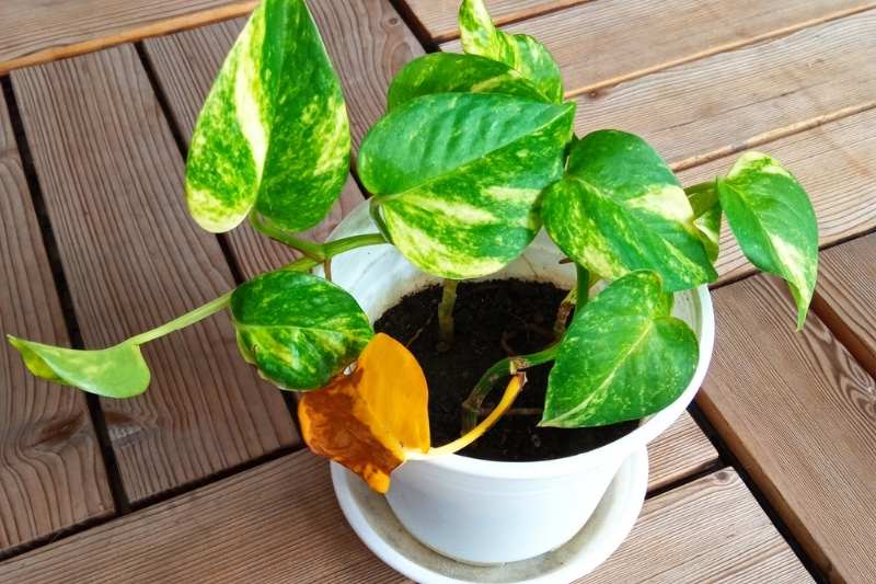 8 Reasons Why Your Pothos Leaves Are Turning Yellow - Growfully