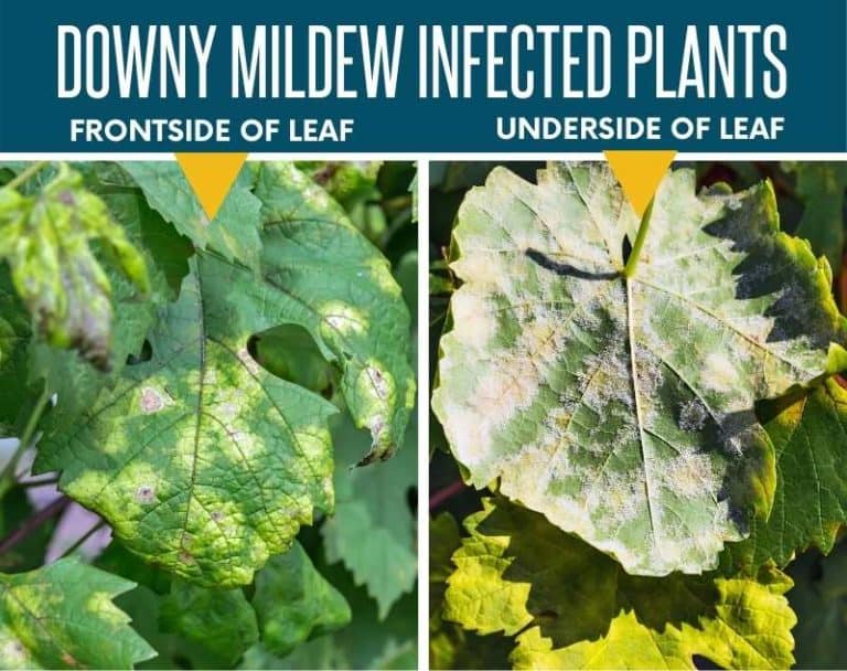 How to Stop Downy Mildew From Ruining Your Garden Growfully