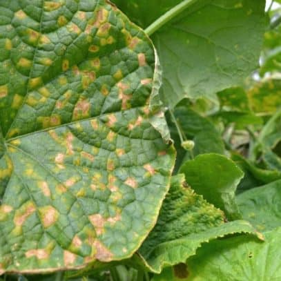 A cucumber plant with large leaves. A large leaf on the plant shows early signs of downy mildew.