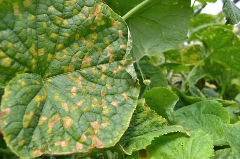A cucumber plant with large leaves. A large leaf on the plant shows early signs of downy mildew.