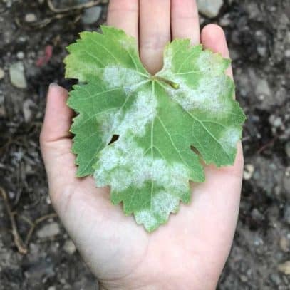 A hand holds out a grape leaf infected with downy mildew