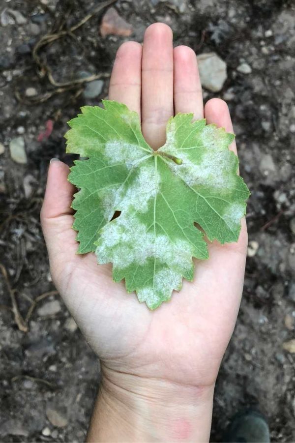 A hand holds out a grape leaf infected with downy mildew
