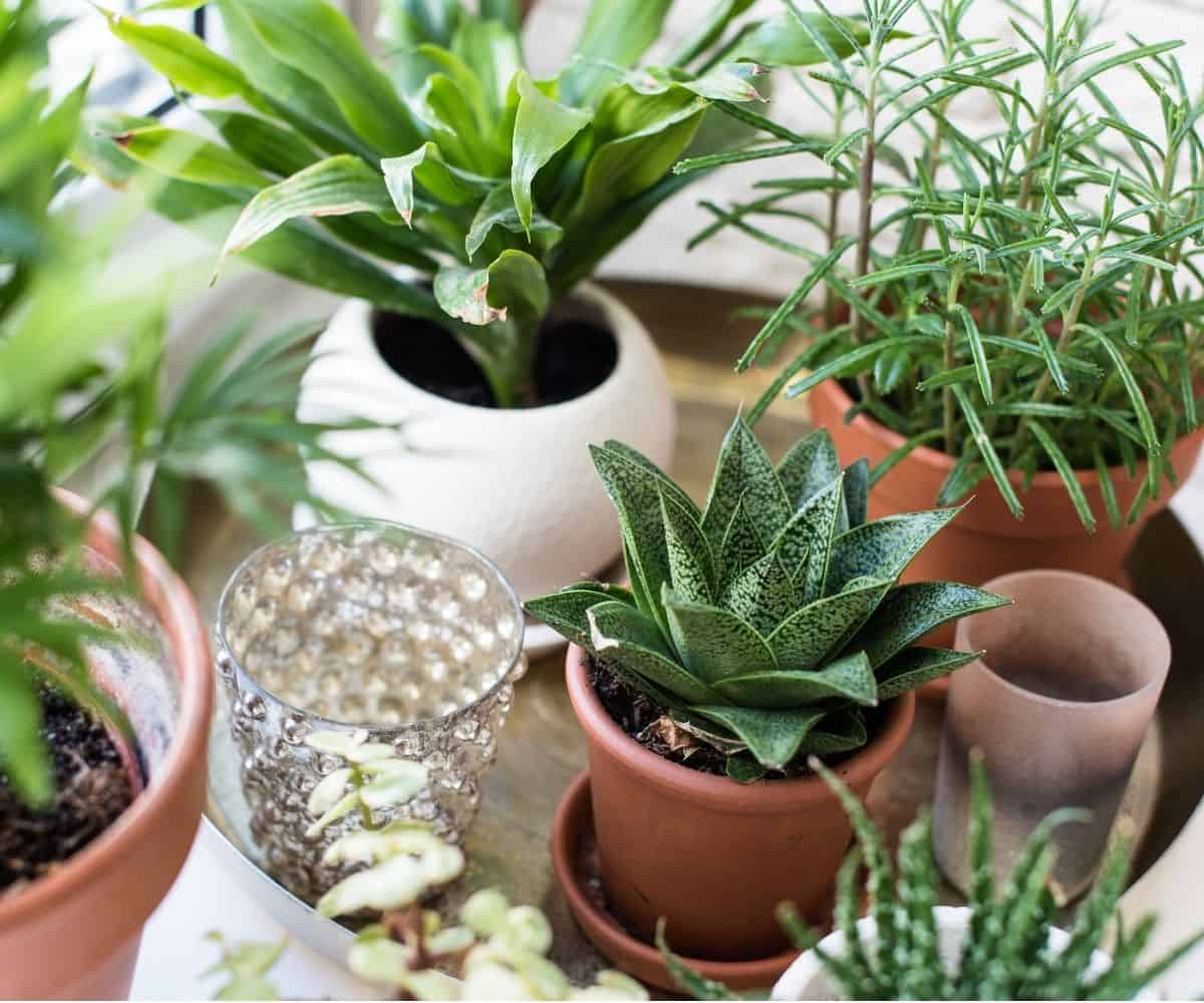 29+ Creative Gifts for Plant Lovers for 2022 - Growfully