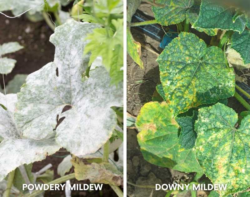 How to Stop Downy Mildew From Ruining Your Garden Growfully How to Stop Downy Mildew From Ruining Your Garden Growfully