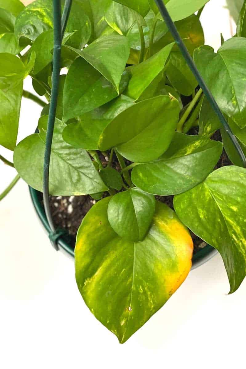 8-reasons-why-the-leaves-of-your-pothos-are-yellow-and-how-to-fix-it