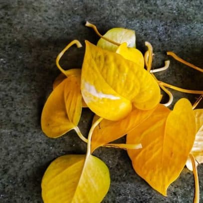 Yellow leaves that have been clipped from a pothos