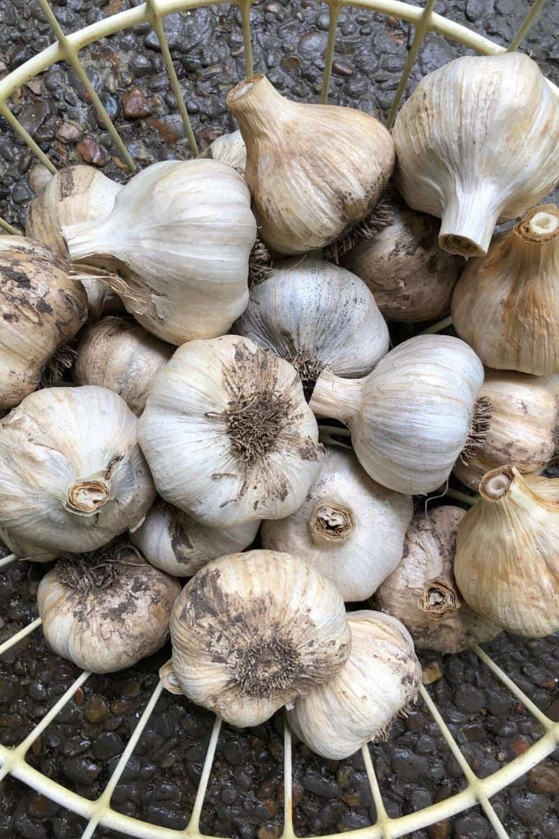 Master Gardeners: More about garlic