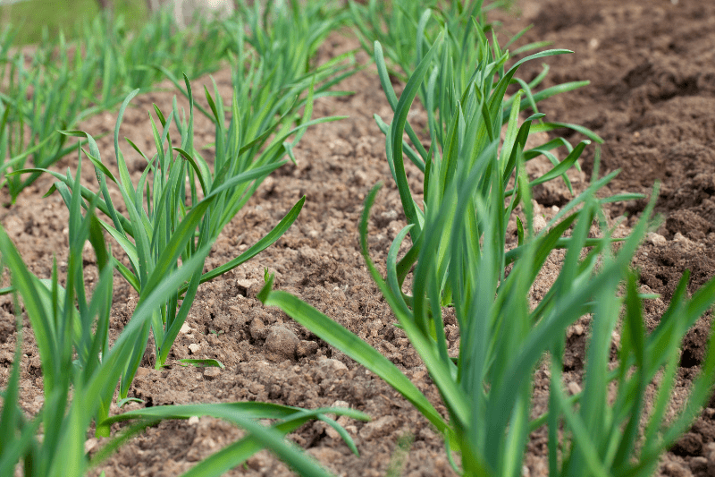 How to Grow Garlic in Your Organic Garden - Growfully