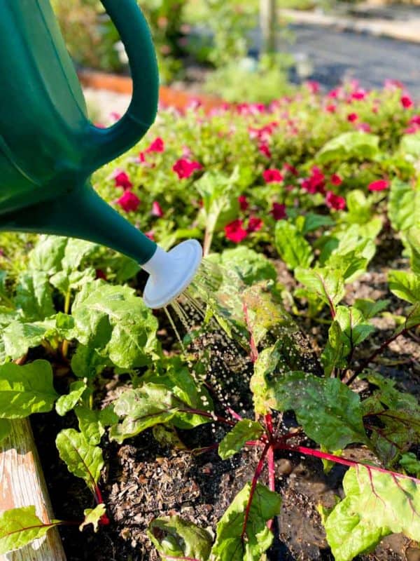 A green watering can waters beet plants