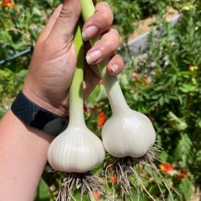 A hand holds two bulbs of garlic by their stems