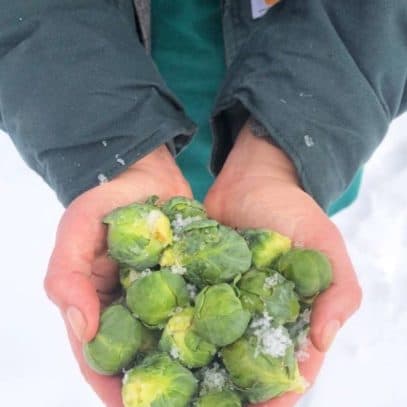 Two hands hold Brussels sprouts over the snow