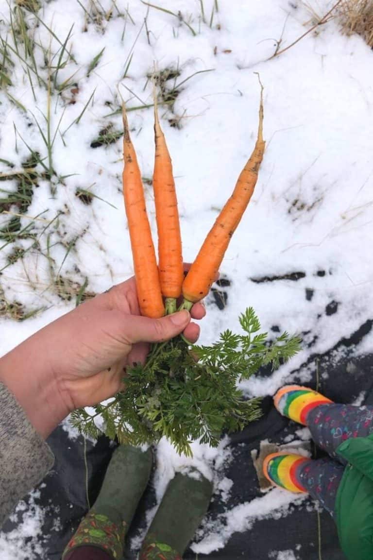 8 Plants to Overwinter for Winter and Spring Harvests Growfully