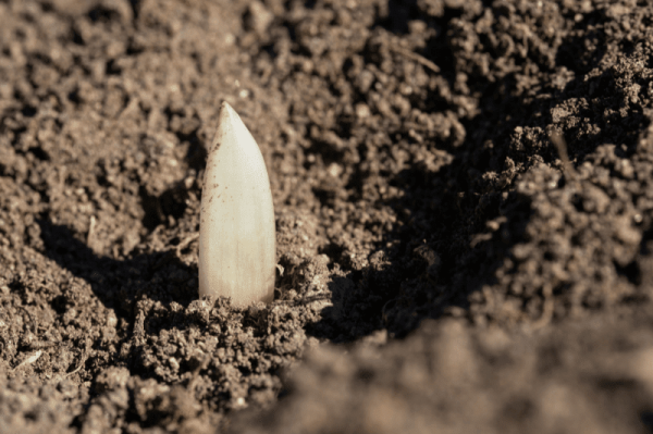 A garlic clove pokes out of the soil, about to be planted