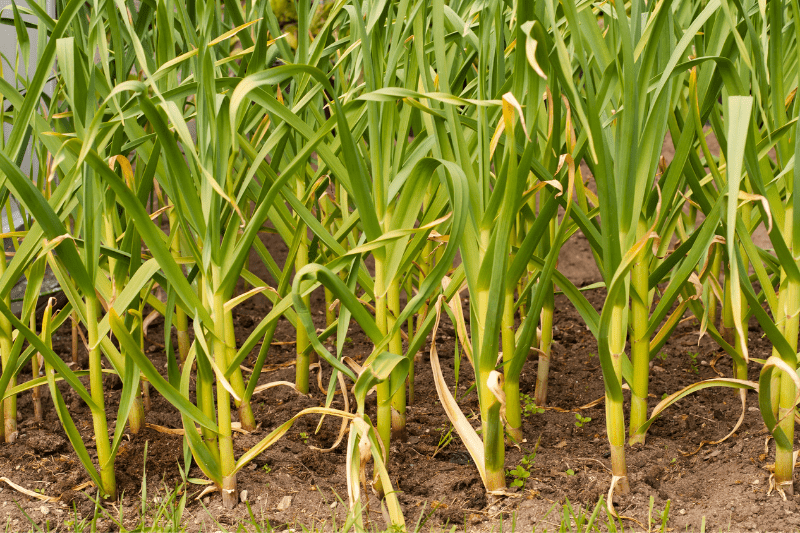 best time to harvest garlic